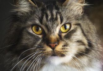 Картинка животные коты киса коте взгляд усы ушки портрет