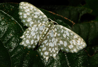 Картинка животные бабочки +мотыльки +моли itchydogimages макро насекомое усики мотылёк зелёный