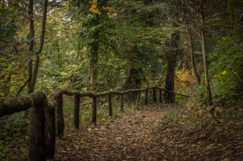 Картинка природа дороги изгородь тропинка лес