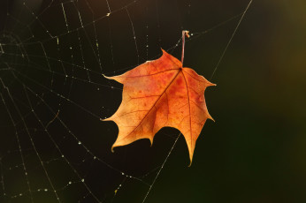Картинка природа листья чёрный фон осень лист паутина