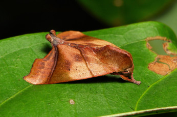 Картинка животные бабочки +мотыльки +моли itchydogimages макро моль мотылёк