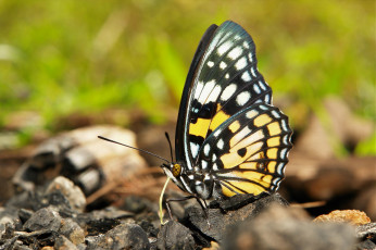 Картинка животные бабочки +мотыльки +моли itchydogimages макро бабочка крылья