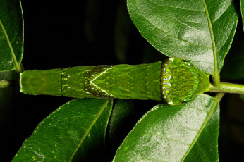 Картинка животные гусеницы itchydogimages макро гусеница листья