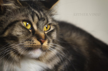 Картинка животные коты киса кошка кот коте взгляд лежит усы ушки