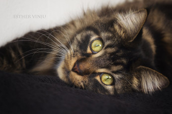 Картинка животные коты киса кошка кот коте взгляд усы ушки