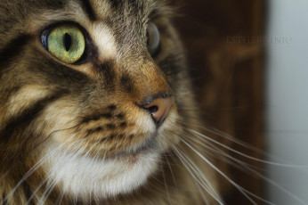 Картинка животные коты киса коте взгляд усы ушки портрет