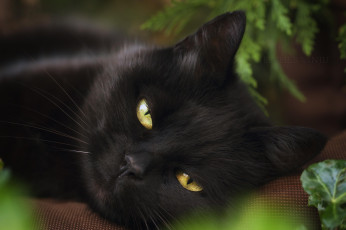 Картинка животные коты коте киса чёрная взгляд прищур хитрая