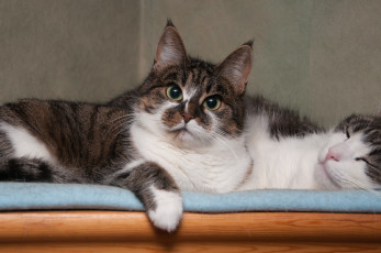 Картинка животные коты пара взгляд кошка кот