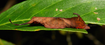 Картинка животные гусеницы itchydogimages макро насекомое лист гусеница необычная