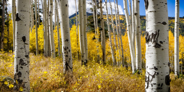 Картинка природа лес осень деревья стволы берёзы небо