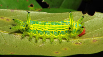 Картинка животные гусеницы itchydogimages макро лист гусеница