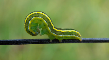 Картинка животные гусеницы фон гусеница веточка