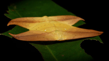 Картинка животные бабочки +мотыльки +моли itchydogimages макро мотыльки