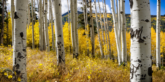 Обои картинки фото природа, лес, осень, деревья, стволы, берёзы, небо