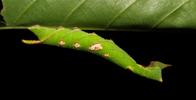 Обои картинки фото животные, гусеницы, itchydogimages, макро, лист, гусеница