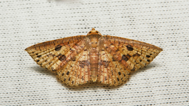 Обои картинки фото животные, бабочки,  мотыльки,  моли, itchydogimages, макро, моль, крылья, узор