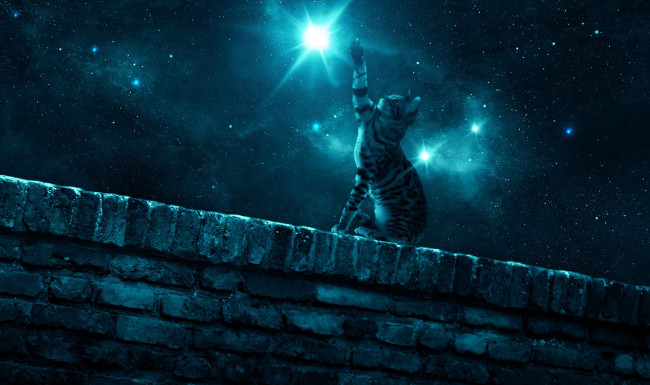 Обои картинки фото фэнтези, фотоарт, лапа, стена, ночь, кошка, звезда, звездное, небо