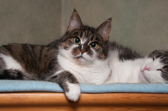 Обои картинки фото животные, коты, пара, взгляд, кошка, кот