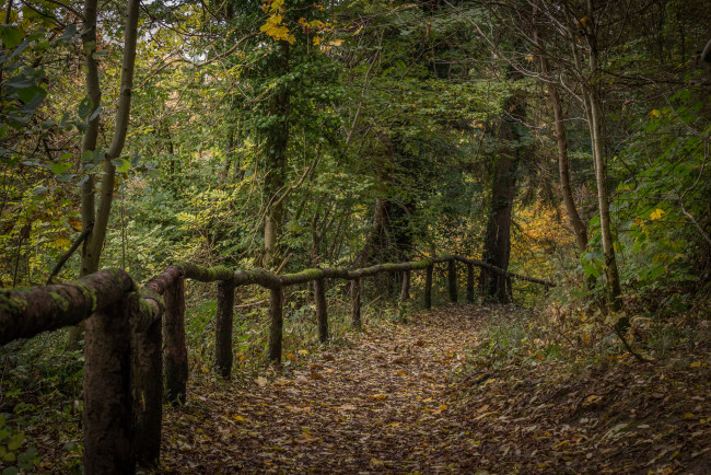 Обои картинки фото природа, дороги, изгородь, тропинка, лес