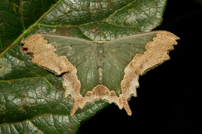 Обои картинки фото животные, бабочки,  мотыльки,  моли, itchydogimages, макро, моль, мотылёк, лист