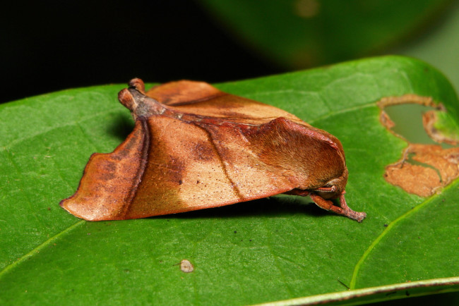 Обои картинки фото животные, бабочки,  мотыльки,  моли, itchydogimages, макро, моль, мотылёк