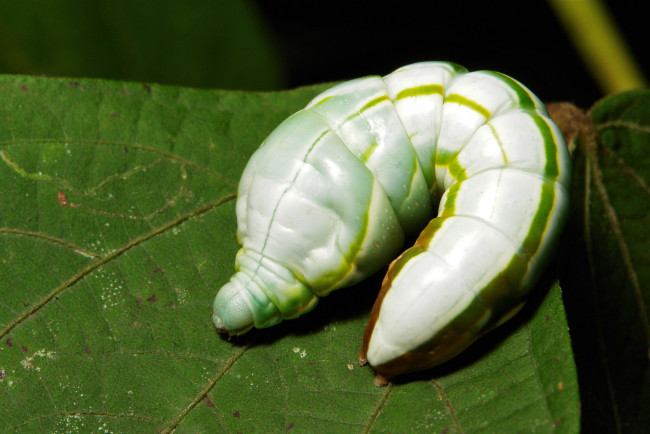 Обои картинки фото животные, гусеницы, itchydogimages, макро, гусеница, лист