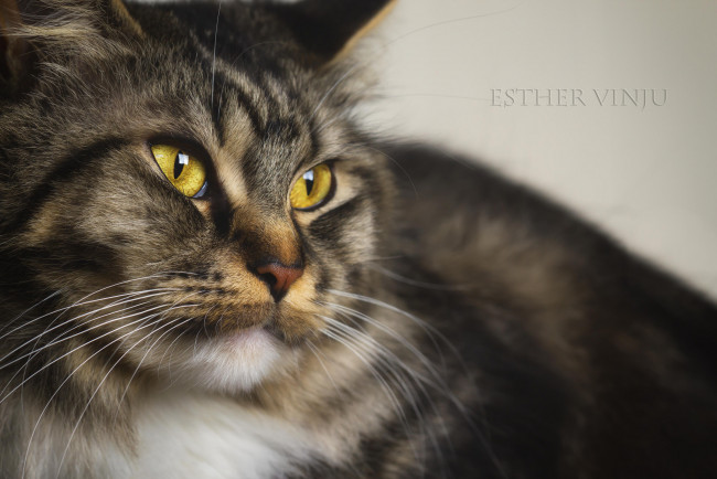 Обои картинки фото животные, коты, киса, кошка, кот, коте, взгляд, лежит, усы, ушки