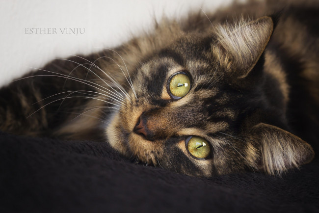 Обои картинки фото животные, коты, киса, кошка, кот, коте, взгляд, усы, ушки