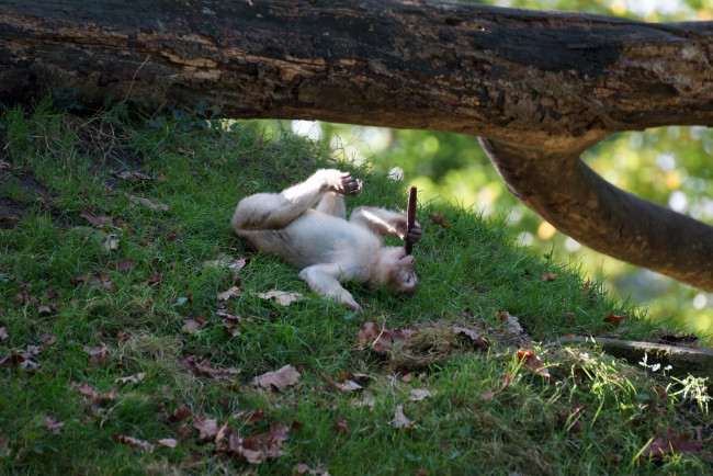 Обои картинки фото животные, обезьяны, палка, ствол, листья, трава, обезьяна, отдых, бревно, дерево