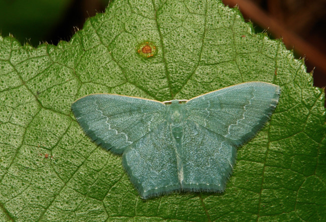 Обои картинки фото животные, бабочки,  мотыльки,  моли, itchydogimages, макро, моль, лист