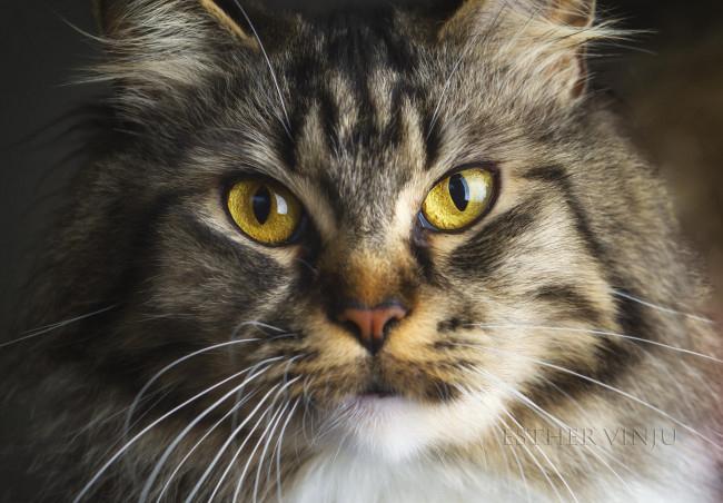 Обои картинки фото животные, коты, киса, коте, взгляд, усы, ушки, портрет