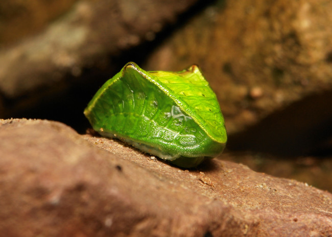 Обои картинки фото животные, гусеницы, itchydogimages, макро, насекомое