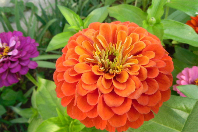 Обои картинки фото цинния, цветы, цветок