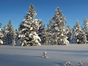 Картинка природа зима простор