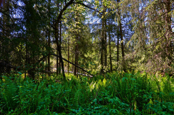 Картинка природа лес простор