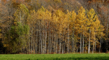 Картинка природа лес простор