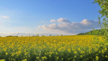 Картинка природа поля поле облака