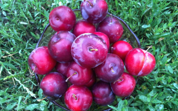 Картинка еда персики +сливы +абрикосы сливы трава