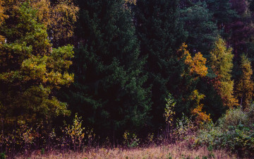 Картинка природа деревья осень