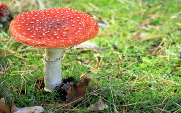 Картинка природа грибы +мухомор одиночка