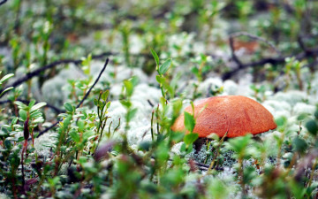 Картинка природа грибы подосиновик