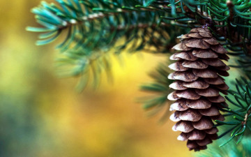 Картинка природа шишки +жёлуди +каштаны макро шишка