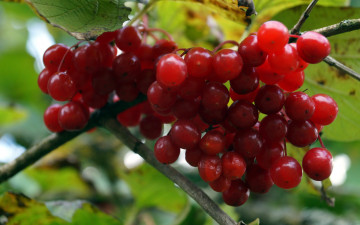 Картинка природа Ягоды +калина калина