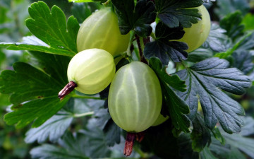 Картинка природа Ягоды крыжовник