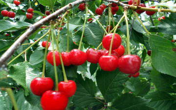 Картинка природа Ягоды вишни