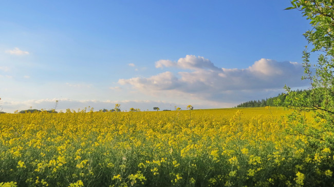 Обои картинки фото природа, поля, поле, облака