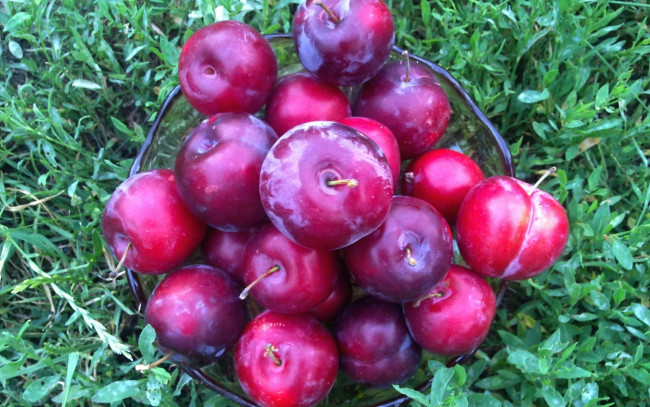 Обои картинки фото еда, персики,  сливы,  абрикосы, сливы, трава