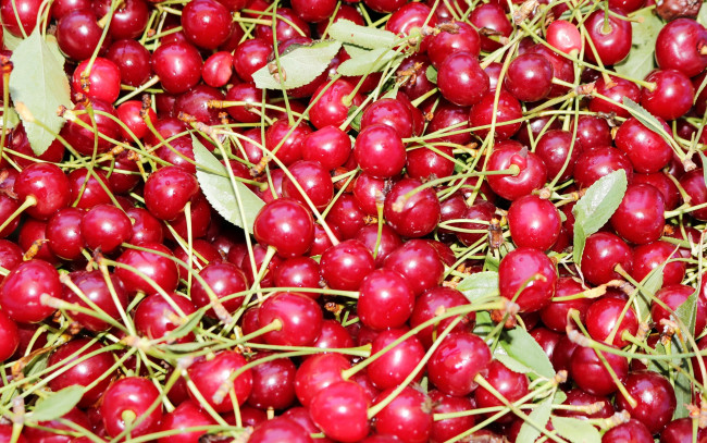 Обои картинки фото еда, вишня,  черешня, вишни, ягоды, много, урожай