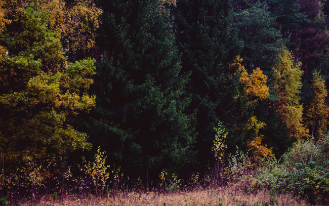 Обои картинки фото природа, деревья, осень