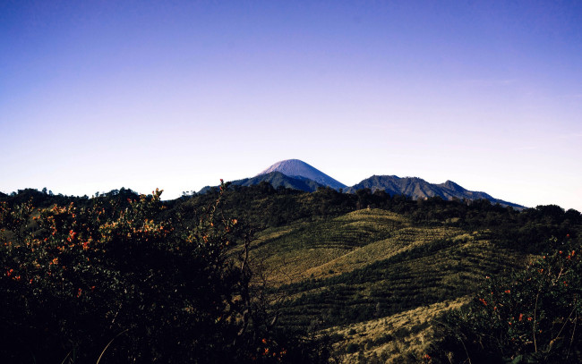 Обои картинки фото природа, горы, вершина, деревья